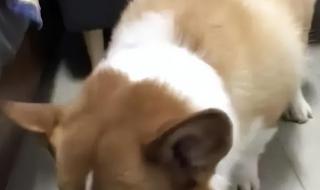 目前上海柯基犬大概价位多少 上海一柯基被打死